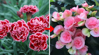 5 loại hoa rước vận xui, hao tài tốn lộc năm mới: Đẹp rạng rỡ cũng không trưng trong nhà ngày Tết