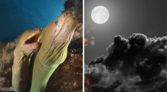 Người xưa nói: 'Dù nghèo đến đâu cũng không nên ăn lươn trông trăng', lươn trông trăng là gì?