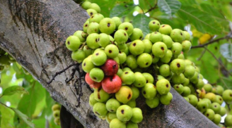 Loại quả này được mệnh danh vua canxi của trái cây, lượng canxi cao gấp 20 lần táo