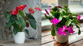 4 loại hoa phù hợp “đón xuân”, người giàu thường trồng trong nhà để cả năm may mắn an lành