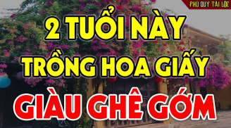 Tuổi này hợp nhất với cây hoa Giấy: Chỉ cần 1 cây cũng thu hút tài lộc, may mắn