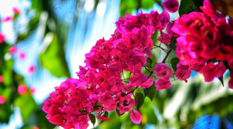 Ý nghĩa phong thủy của cây hoa giấy