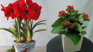 4 cây cảnh đỏ rực cho năm mới thêm may mắn, phúc lộc vào nhà