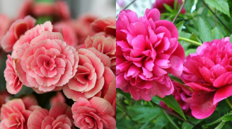 5 loại hoa tránh đặt trong nhà ngày Tết: Gây hao tài tốn lộc còn dễ rước vận xui