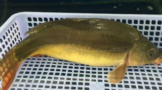 Loại cá xưa ít người biết, nay thành đặc sản được ưa chuộng dịp Tết, giá lên tới 185.000 đồng/kg