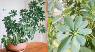 Người thuộc 2 mệnh này trồng cây ngũ gia bì như 'hổ mọc thêm cánh', hút tài lộc vào nhà