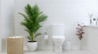8 loại cây phong thủy trồng trong nhà tắm tốt nhất giúp khử mùi, hút ẩm, lọc không khí và mang lại tài vận
