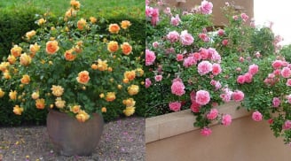 Chủ vườn cây cảnh mách tuyệt chiêu để chậu hoa hồng rực rỡ quanh năm, bông to cánh dày, hoa trĩu trịt