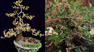 Rộ mốt chơi bonsai dâu tằm, có nên trồng dâu tằm trước nhà? Tại sao người xưa sợ trồng dâu tằm trước nhà?