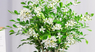 4 loài hoa thân thiện mang mùi thơm dịu nhẹ mê người, giúp kích lộc thu tài