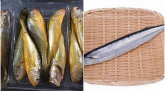 Chuyên gia chia sẻ: 3 loại cá không thể nuôi hóa chất bổ như nhân sâm, tổ yến: Đặc biệt loại thứ 3