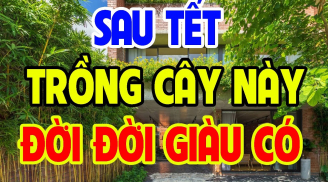 3 loại cây trồng trước nhà ly tan lụi bại, nghèo không ngóc lên được; Trồng sau nhà giàu có 3 đời, cây gì?