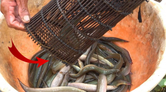Loài cá quý như 'nhân sâm nước', thịt ngọt ít xương, chợ bán 400 nghìn/kg