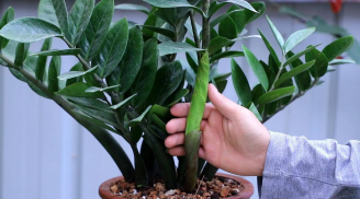 Cây kim tiền mê nhất 4 thứ: Ai biết mà chăm cây trổ hoa, tài lộc ồ ạt theo về