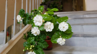 Hoa nhài trắng tinh khôi, thơm và đẹp nhưng tại sao lại bị kiêng không dùng để thắp hương?