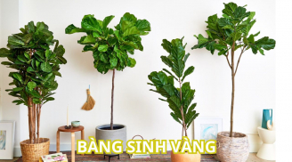 Vì sao nên trồng cây bàng Singapore trong nhà? Ý nghĩa và công dụng của cây bàng Singapore nhiều người chưa biết