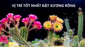 Vì sao không nên trồng chậu hoa xương rồng trong nhà?