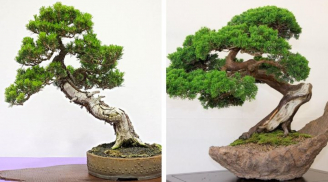 Trồng 3 cây bonsai mini dễ thương để bàn đẹp nhất, hợp phong thủy với hầu hết mọi người, tốt cho gia đình