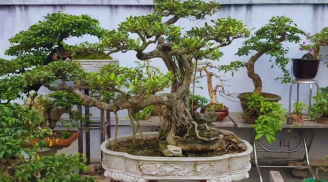 Có nên trồng cây si trước cửa nhà?