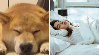 Tại sao hầu hết các loài động vật đều nằm sấp khi ngủ, trong khi con người lại nằm ngửa?