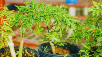 Có nên trồng cây Đinh Lăng trong nhà?