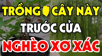 Trước nhà không trồng 3 cây, trong nhà không đặt 3 vật: Cây gì, vật gì? Biết rồi không ai muốn làm ngược lại