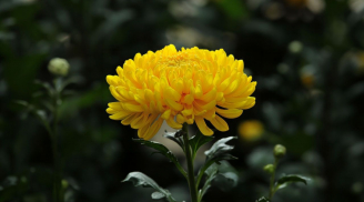Vì sao hoa cúc lại là loại hoa phổ biến nhất trong dâng cúng? Ý nghĩa của hoa cúc thắp hương