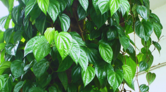 Có nên trồng giàn Trầu Không trước nhà?