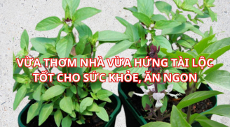 Loại rau gia vị bán đầy chợ lại mang ý nghĩa phong thủy giàu có tốt lành, trồng ngay 1 chậu trong nhà