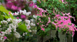 Trồng giàn hoa tigon (ti gôn) có ý nghĩa gì? Vị trí tốt nhất trồng tigon để mang lại may mắn hạnh phúc