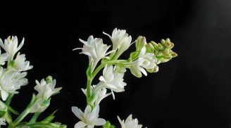 Ý nghĩa của hoa huệ trắng và cách bày hoa huệ trên ban thờ giúp thu hút tài lộc mà nhiều người chưa biết
