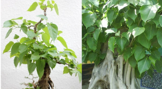 Bồ đề là cây thiêng trong Phật giáo, có nên trồng cây bồ đề trước nhà?
