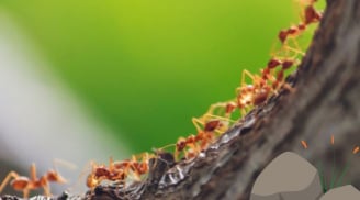 Đàn kiến bò vào nhà là báo điềm gì?