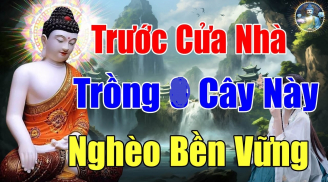 4 loại cây Sát Khí cao trồng trước nhà nào, nhà ấy suy vong: Càng để lâu càng hao của chặt ngay còn kịp