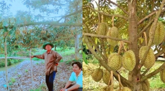 Vườn trái cây tiền tỉ của tỉ phú nông dân Hậu Giang: Doanh thu gần 5 tỉ/năm chỉ từ bẻ trái