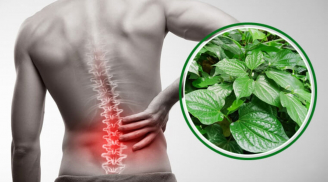 5 dược liệu dân gian có trong vườn, ăn hàng ngày chữa đau lưng hiệu quả