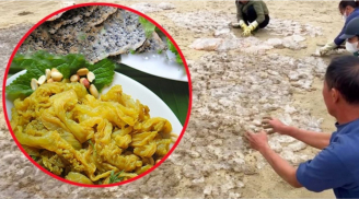 Ngư dân cắt nhỏ sứa trộn với cát biển, liệu có mất vệ sinh hay lý do gì khác?