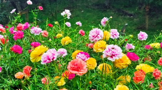 5 loại chậu hoa cây cảnh dễ trồng nở hoa quanh năm dù 'tay mơ' hay chuyên nghiệp đều thích