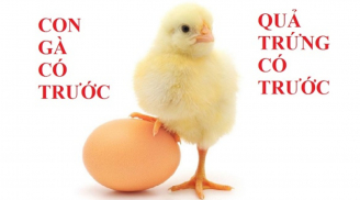 Con gà có trước hay quả trứng có trước: Đáp án chính xác khiến bạn phải bất ngờ