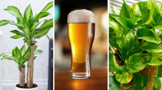 4 loại cây thích uống bia hơn nước: Cứ 3 tuần 1 ngụm cây tươi tốt, xanh mướt