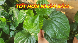 4 loại rau rẻ hơn thịt, bổ ngang nhân sâm, tổ yến, mọc dại đầy vườn, không tưới vẫn xanh