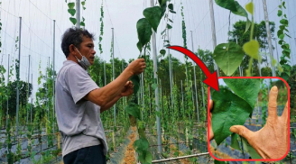 Anh nông dân trồng loại cây 'đếm lá tính tiền', đút túi 2 tỷ/năm nhàn tênh