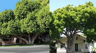 Tại sao người xưa lại sợ cây lớn tỏa bóng mát trước nhà?