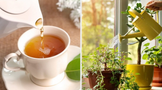 Nước trà để qua đêm không uống được nhưng có công dụng tuyệt vời khác, nhiều người chưa biết