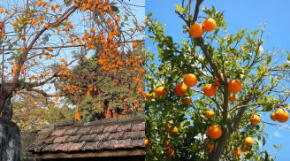 5 cây ăn quả người giàu thường trồng trong sân nhà, dễ chăm sóc, nhanh có trái ngon lại tốt cho phong thuỷ