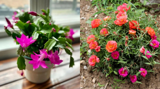 5 loại hoa vừa đẹp vừa “sợ” tưới nhiều nước, người lười đến mấy cũng tự tin mua về trồng trong nhà