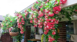 6 loại hoa leo trồng ban công đẹp, dễ sống, sức sống bền bỉ, chịu nắng tốt