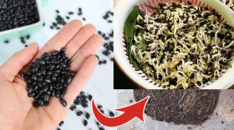 Hạt đỗ đen nảy mầm ăn vào có độc không?
