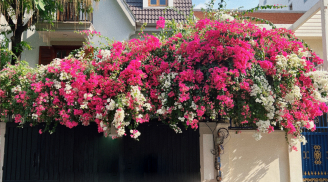 Trồng cây hoa giấy trước cổng nhà là tốt hay xấu? Ý nghĩa phong thủy đặc biệt của cây hoa giấy