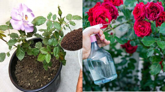 Chăm sóc hoa hồng nhớ 4 quy tắc ‘1 nhẹ - 1 siêng - 1 ít - 1 nhiều’ cho hoa nở rực rỡ